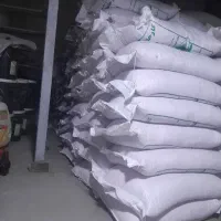 فروش عمده انواع گندم بذری.   آبی ودیم