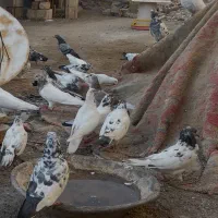 کفتر پرشی درجه یک