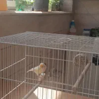 قناری نر وماده