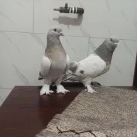 فروش دو جفت کبوتر و تعدادی ماده