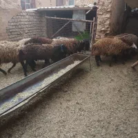 بره نر شال افشار