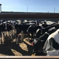 گوساله قطع شیر