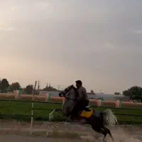 مادیان درجه یک