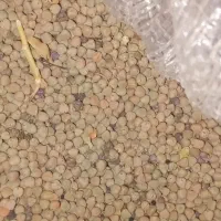 گاودانه