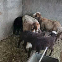 میش بره