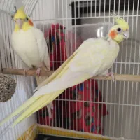 عروس هلندی لوتینوی اصل سخنگو