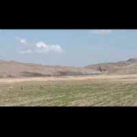 هفت هکتارزمین کشاورزی حاشیه رودخانه سدفریمان