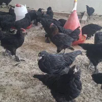 جوجه مرندی درجه یک خالص