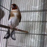 سهره خرم آباد جفتی
