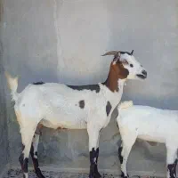 کهره جمولی چاق
