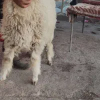 بره نر همو سفید