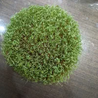 سبز فروشی برای حاجیان مکه