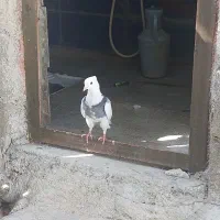 کبوتر