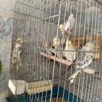 عروس هلندی