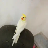 عروس هلندی