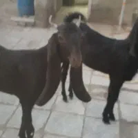 فروش دوعدد بزکاموری