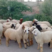 گوسفند