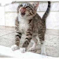 واگذاری گربه ۳ ماهه