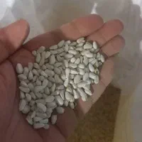 بذر گلرنگ اصلاح شده  فریمان