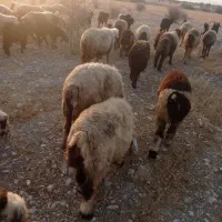 فروش میش