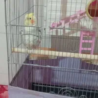 عروس هلندی نر سخنگو