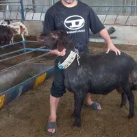 فروش کلی دام قوچ بره قوچ بره نر و ماده