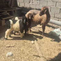 میش