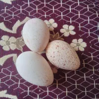 تخم بوقلمون نطفه دار