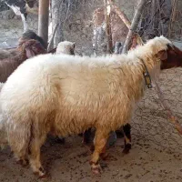 قوچ|حیوانات مزرعه|الشتر, |دیوار