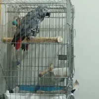 کاسکو دم قرمز نر