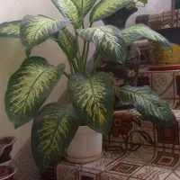 دیفن سالم سرحال شاداب