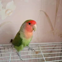 طوطی برزیلی کوتوله