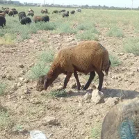 بره‌ نر|حیوانات مزرعه|نیشابور, فضل|دیوار