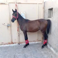 اسب عرب مصر