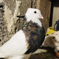کبوتر درجه یک