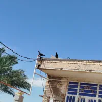سوسنگرد|پرنده|سوسنگرد, |دیوار