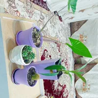گلهای یوکا شامادورا موسی در گهواره بابا آدم کاکتوس