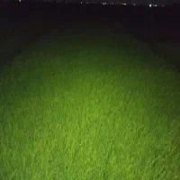 بذر شالی دم سیاه