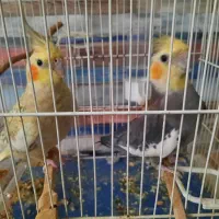 پرنده عروس هلندی