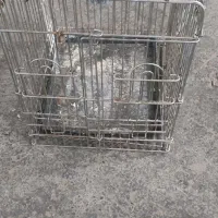 قفس پرنده