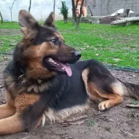 فروش یا معاوضه ژرمن آموزش دیده