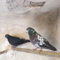 کبوتر پاکستانی