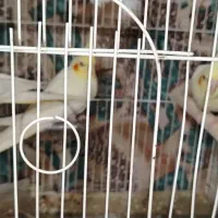 عروس هلندی 45 روزه