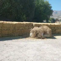 فروش شبدر