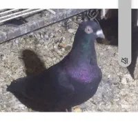 کفتر سیاه راغ گم شده