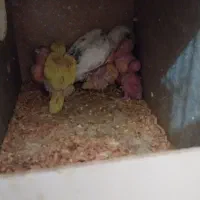 مرغ عشق با جوجه