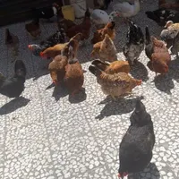تعدادی مرغ محلی بفروش میرسدوتعدادی جوجه برهماوگلین|حیوانات مزرعه|بندر انزلی, متروپل|دیوار