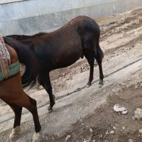 فروشی|حیوانات مزرعه|خورش رستم, |دیوار