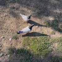 کفتر کبوتر گمشده