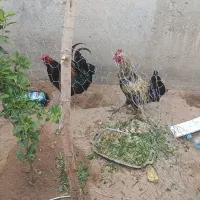 خروس|حیوانات مزرعه|برازجان, |دیوار